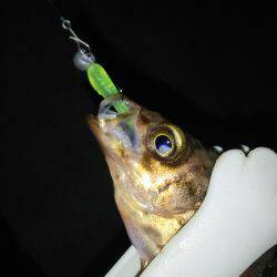 寝坊でメバリングにチェンジ(笑)