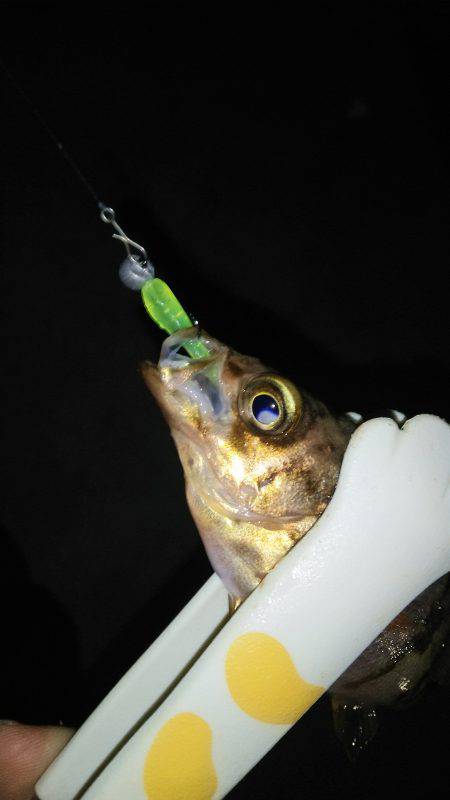 寝坊でメバリングにチェンジ(笑)