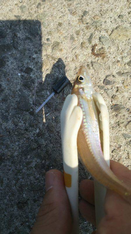 ピンギス調査♪