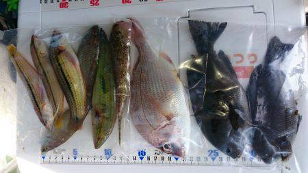 投げ釣り、キス釣り