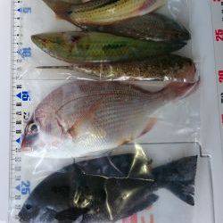 投げ釣り、キス釣り