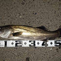 人生初のシーバス