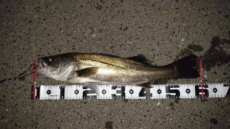 人生初のシーバス