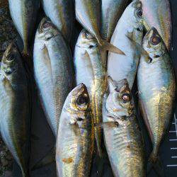 友人達とわいわいアジング♪