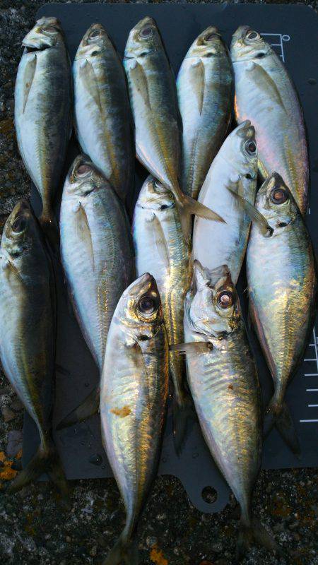 友人達とわいわいアジング♪