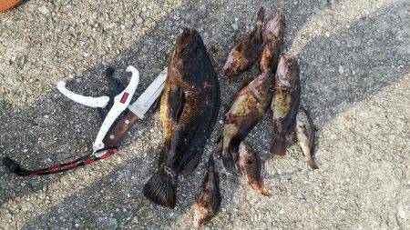 シーバスはどこへ…