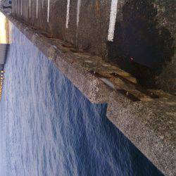 北港釣り公園ハマチ