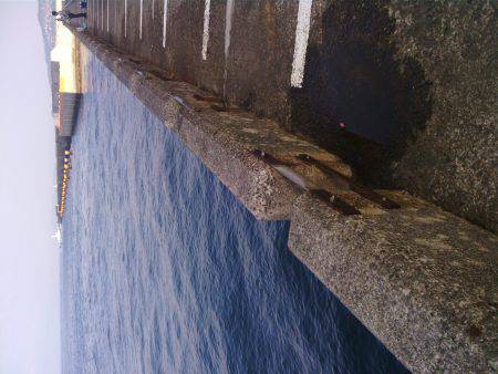 北港釣り公園ハマチ