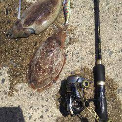 コウイカパラダイス‼