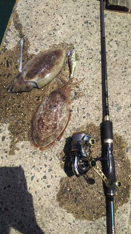 コウイカパラダイス‼