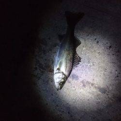 バチは多いが・・・