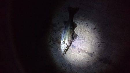 バチは多いが・・・