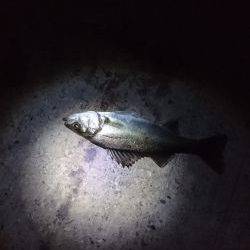 バチは多いが・・・