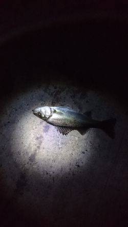 バチは多いが・・・