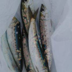 サビキで良型アジとマイワシ