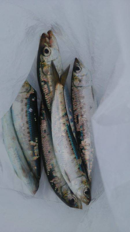 サビキで良型アジとマイワシ