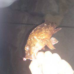 久しぶりの実践