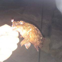 久しぶりの実践