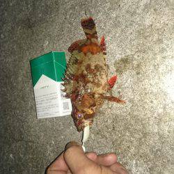 今日は気分を変えて