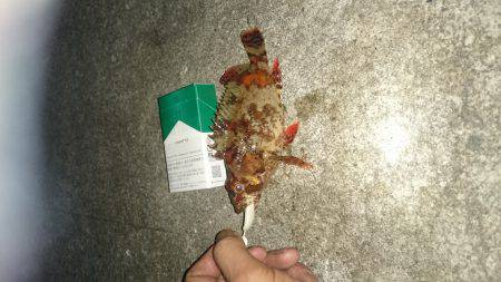 今日は気分を変えて