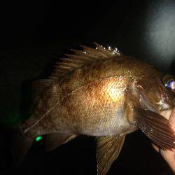 フロートメバルゲーム