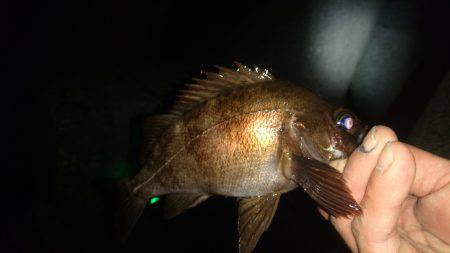 フロートメバルゲーム