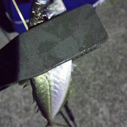 初投稿！アジング、メバリング