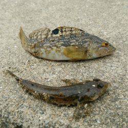 五目釣りならず…(-_-;)