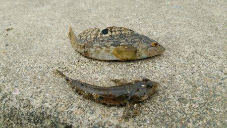 五目釣りならず…(-_-;)