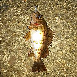 久々の和歌山方面