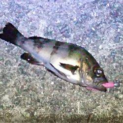 アジを探しに！