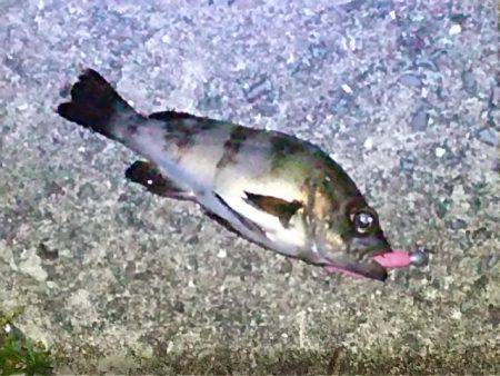 アジを探しに！