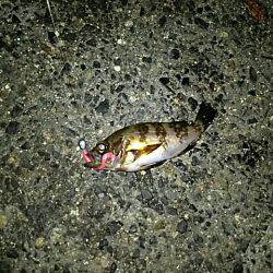 いつもと違うとこに‼