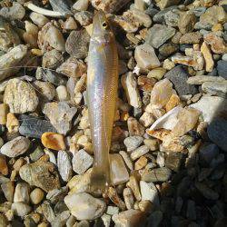 カンカン照りの中