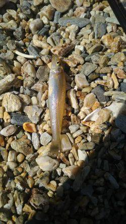 カンカン照りの中