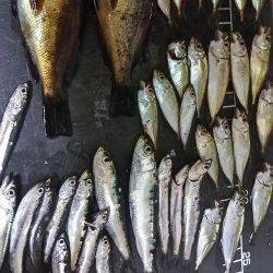 夜のサビキ釣り
