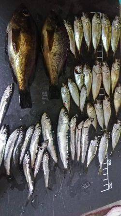 夜のサビキ釣り