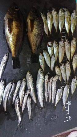 夜のサビキ釣り