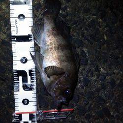 バチシーめぇ～