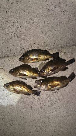 ここに居たのか！