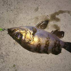 今日も癒されました