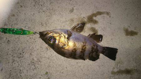 今日も癒されました