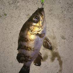 今日も癒されました