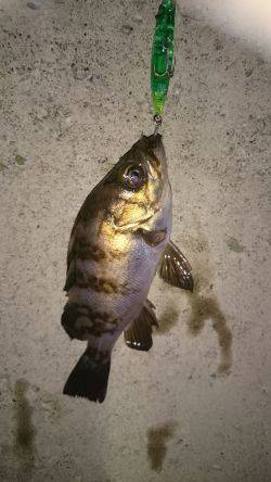 今日も癒されました