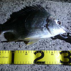 バチ抜けキビレ