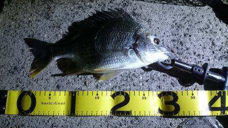 バチ抜けキビレ