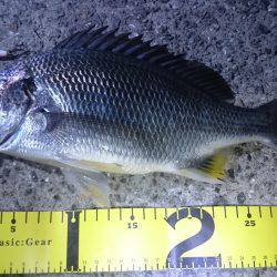 またバチキビレ