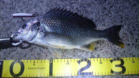 またバチキビレ