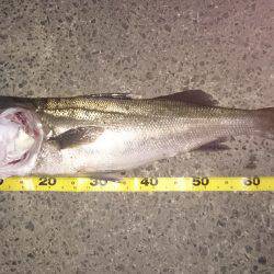 昨日よりサイズアップ 。