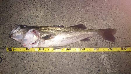 昨日よりサイズアップ 。